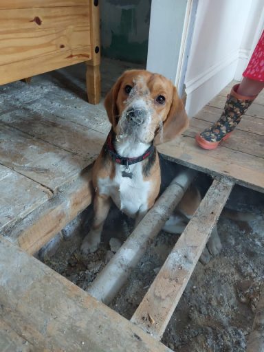 Max the not so helpful dog. Max the not so helpful dog.